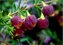 Boronia Necklace
