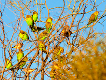 Desert Budgerigars Earrings