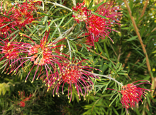 Spider Grevillea Earrings
