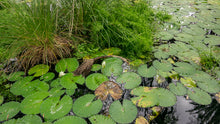 Waterlily Pond Earrings