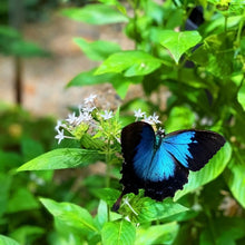 Dunk Island Blue Necklace