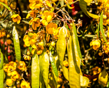 Cassia Flower Earrings