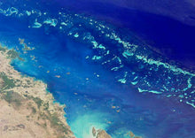 Great Barrier Reef Earrings