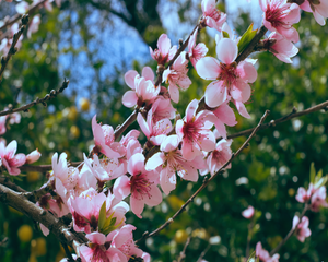 Cherry Blossom Time Earrings