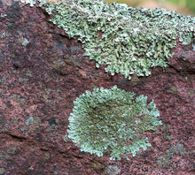 Coin Spot Lichen Small Pendant