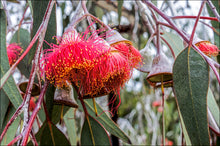 Eucalyptus Blossom. White Pendant