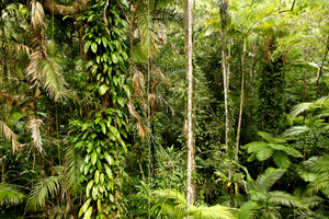 Daintree Rainforest Necklace
