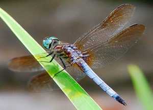 Dragonfly. Blue Pendant