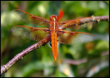 Dragonfly. Orange Pendant