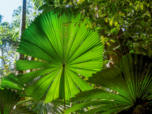 Fan Palm. Daintree Rainforest Stud Earrings